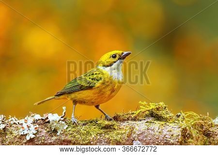 Silver-throated Tanager (tangara Icterocephala) Sitting On A Branch, Costa Rica
