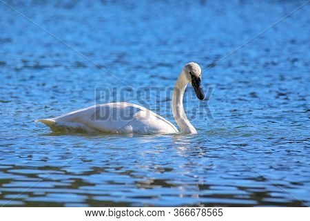 Trumpeter Swan (cygnus Buccinator) In Yellowstone National Park, Wyoming, Usa