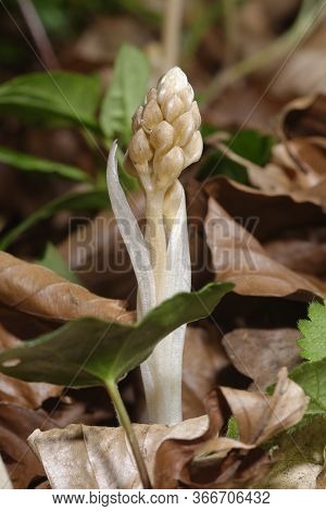 Bird's Nest Orchid - Neottia Nidus-avis
New Unopened Flower Spike In Cotswold Beech Woodland