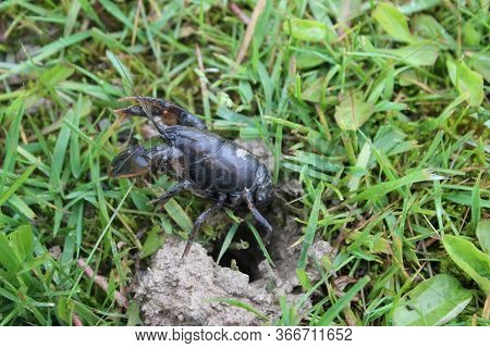 Large Crayfish Coming Out Of Its Mudhole