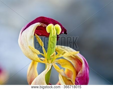 Wilted Tulip