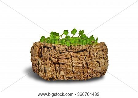 Мicrogreen Basil On A Wooden Board. Isolate