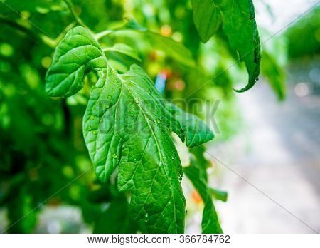 Modern Greenhouse With Tomato Plants. Beautiful Background