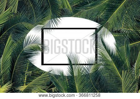 Frame Of Palm Trees - Floral Background