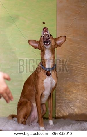 Dog Brown Posing With Open Mouth Background Of Light Colors