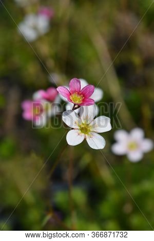 Saxifrage Arendsii Hybrids - Latin Name - Saxifraga X Arendsii