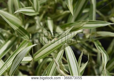 Dwarf White-striped Bamboo - Latin Name - Pleioblastus Variegatus
