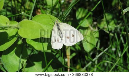 A Cabbage White Butterfly In Vermont. It Is One Of The First Butterflies To Appear In Springtime.