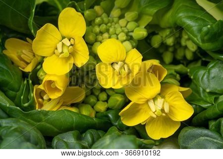 Yellow flowering bok choy close up 