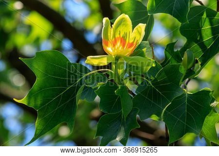 Flowering Tulip Tree (liriodendron Tulipifera, Tulip Tree, American Tulip Tree, Tuliptree) In One Of