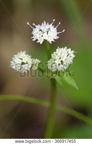 Sanicle - Sanicula Europaea 
A Woodland Umbellifer Flower