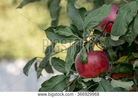 Ripe Red Idared Apples Hang On A Tree In The Garden. Agricultural Farm For Growing Apples. Harvestin