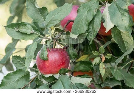 Ripe Red Idared Apples Hang On A Tree In The Garden. Agricultural Farm For Growing Apples. Harvestin