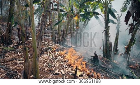 Climate Crisis. Big Flame In National Park While Dry Season. Destruction Of Raiforest By Bushfires.