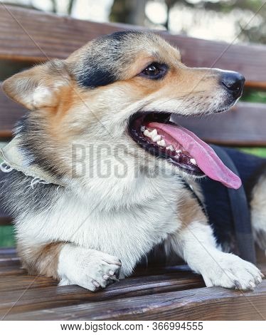 Charming English Dog Breed, Royal Corgis, Corgis Tricolor