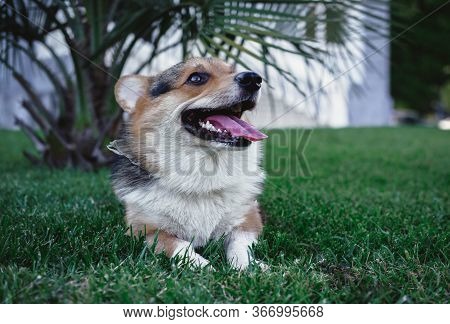 Charming English Dog Breed, Royal Corgis, Corgis Tricolor
