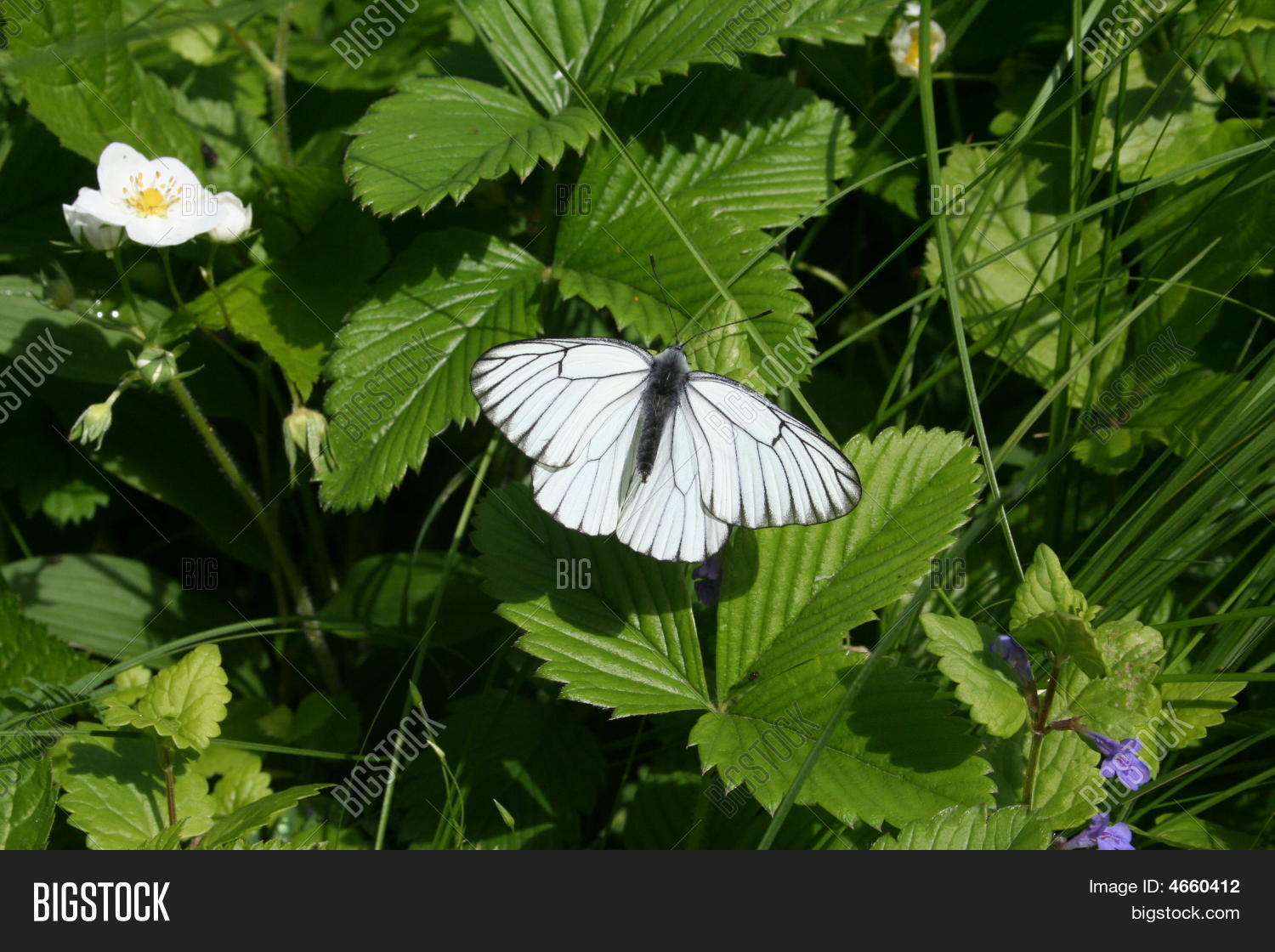 Image Preview