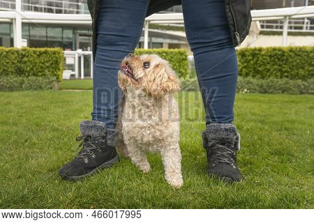 Cavachon Walking Between The Legs Of Their Obscured Owner On The Grass
