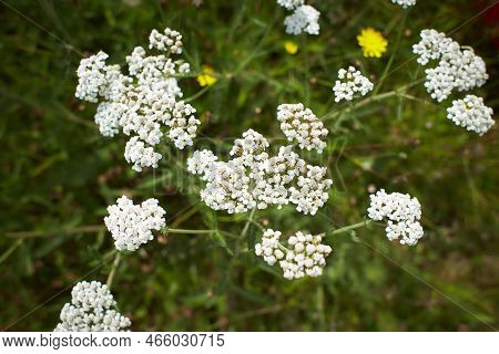 White Flowers Of Asteraceae Achillea Distans In The Garden. Summer And Spring Time
