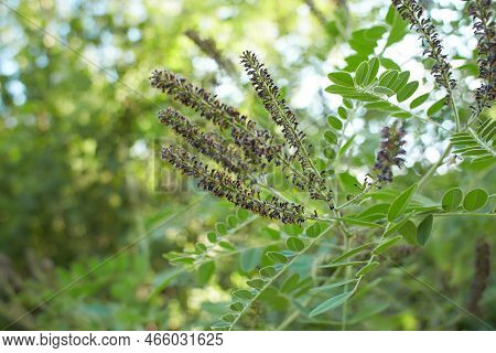 Purple Flowers Of False Indigo Bush (amorpha Fruticosa), Lead Plant In The Garden. Summer And Spring