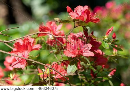 Early Azalea (rhododendron Prinophyllum) Flowers