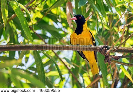 Black Hooded Oriole Or Oriolus Xanthornus Perching On A Branch