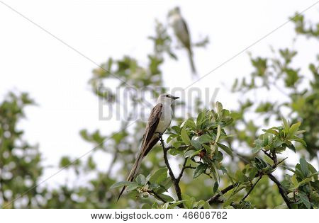 Forbice – tailed Flycatcher