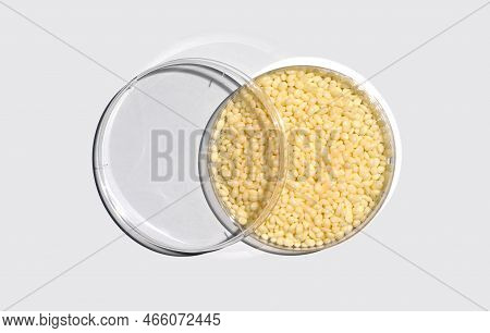 Candelilla Wax In Petri Dish With Plastic Lid On White Laboratory Table. Chemical Ingredient For Cos