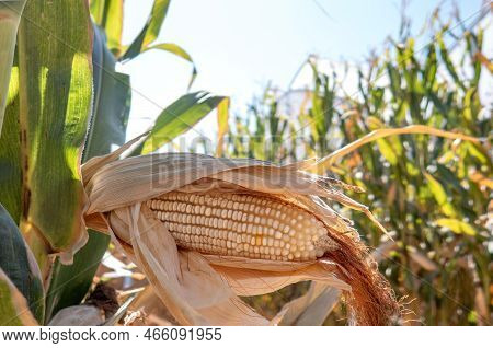A Corn Cobs In Corn Plantation Field.