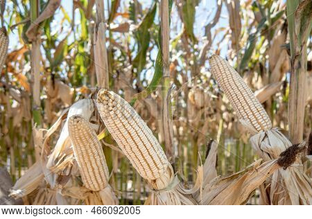 A Corn Cobs In Corn Plantation Field.
