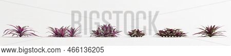 3d Illustration Of Set Rhoeo Spathaceo Bush Isolated On White Background