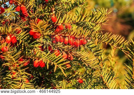 Yew Tree With Red Fruits. Taxus Baccata. Branch With Mature Berries. Red Berries Growing On Evergree