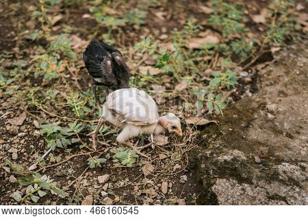 Two Chicks In The Yard Looking For Food, Two Purebred Chicks In The Yard Looking For Food. Domestic