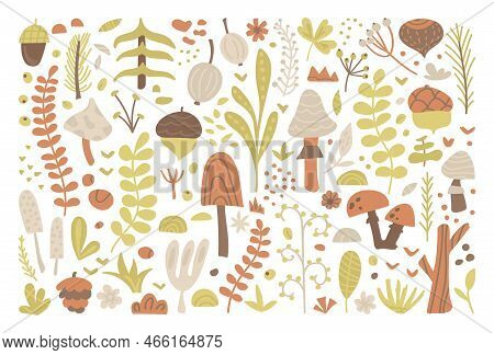 Stock Vector Graphics Of Forest Herbs, Leaves, Berries, Mushrooms, Twigs And Acorns. Plants Clipart,