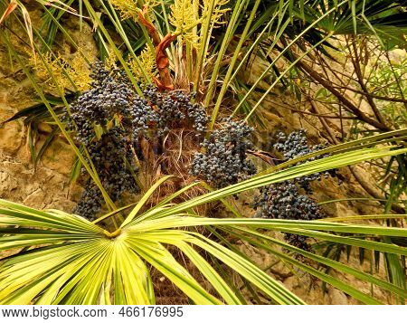 Rhapidophyllum Hystrix, Also Known As The Needle Palm Full Of Bunches Of Fruit Or