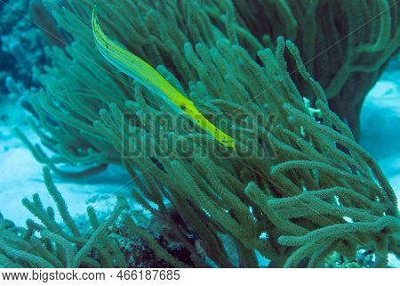Yellow Trumpetfish On A Tropical Coral Reef In Bonaire Marine Park