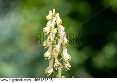 Noterhern Wolfs Bane (aconitum Lycontonum)
