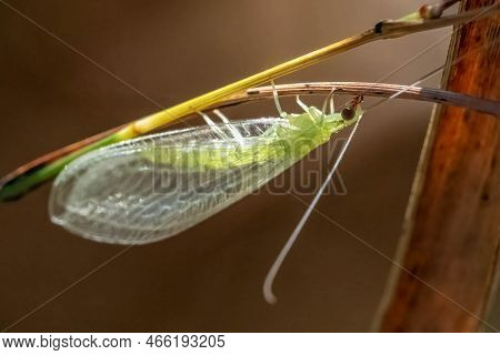 A Closeup Of An Adult Green Lacewing (genus Chrysoperla). Their Larvae Are Beneficial As They Feed O