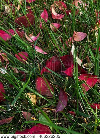 Leaves Of An Oval Shape Lie On The Grass, Ground Surface Of The Autumn Forest