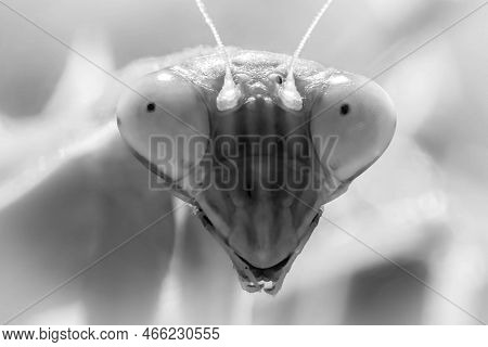Black And White Closeup Of The Head Of A Female Chinese Mantis (tenodera Sinensis). Good View Of The