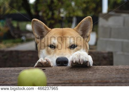 Shiba Inu Breed Dog Puppy