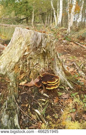 Natural Closeup On A Yellow Bordered Velvet Top Fungus, Phaeolus Schweinitzii