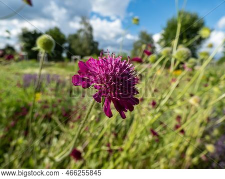 The Macedonian Scabious (knautia Macedonica) Growing In A Garden And Blooming With Dark Red Flower I