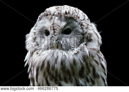 Ural Owl (strix Uralensis). Nocturnal Owl On Black Background