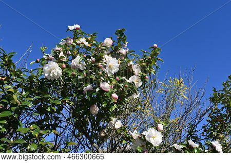 Sasanqua ( Camellia Sasanqua ) Flowers. Theaceae Evergreen Tree. Blooms From October To December.