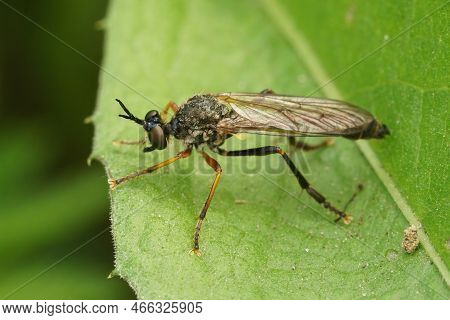 Natural Closeup On The Common Red-legged Robberfly, Dioctria Rufipes, Sitting On A Green Leaf