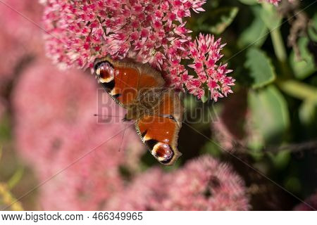 A Peacock Butterfly Is Eating On A Pink Sedum Flower - Hare Cabbage. A Flowerbed With Flowers Pollin