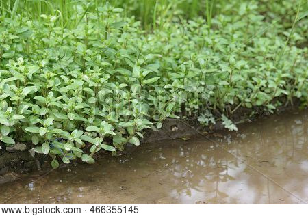 Natural Closeup On An Aggregation Of European Speedwell Or Brooklime, Veronica Beccabunga, Plants Al