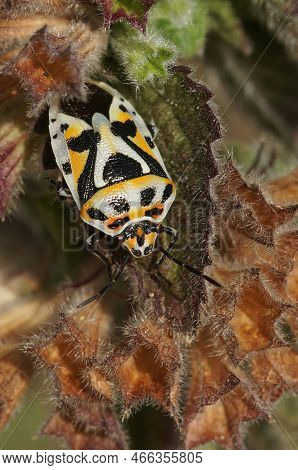 Vertical Closeup On A Colorful Mediterranean Shieldbug, Eurydema Ornata Hiding On Dried Leafs