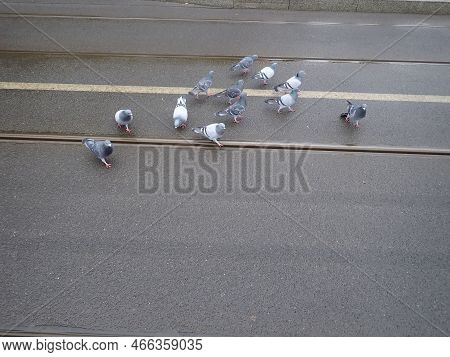 Pigeons On A City Tram Line Rails